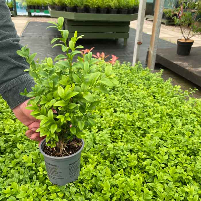 Buxus sempervirens (Box hedge) 15–25cm pot grown plant.