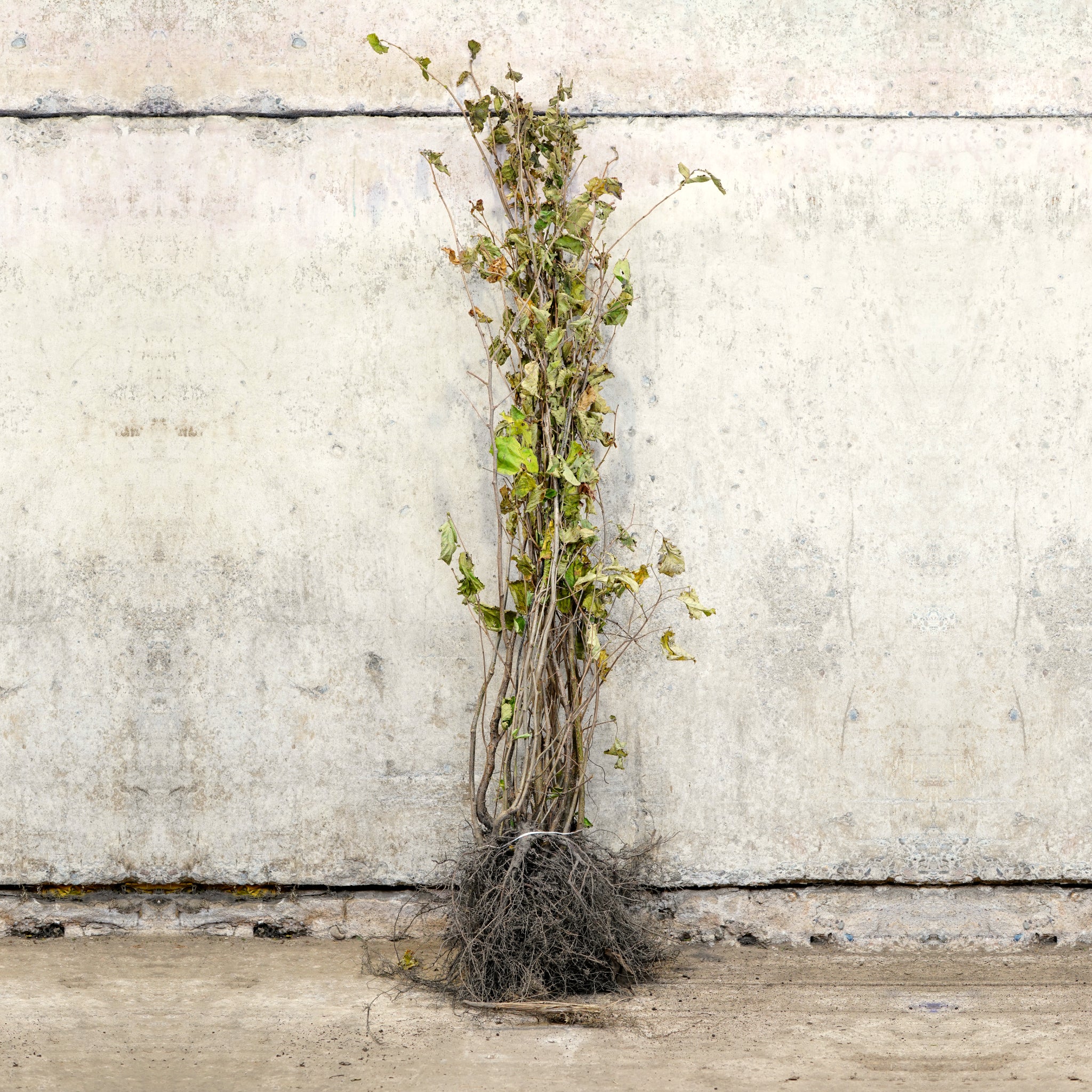 Hazel bare root tree 120-150cm