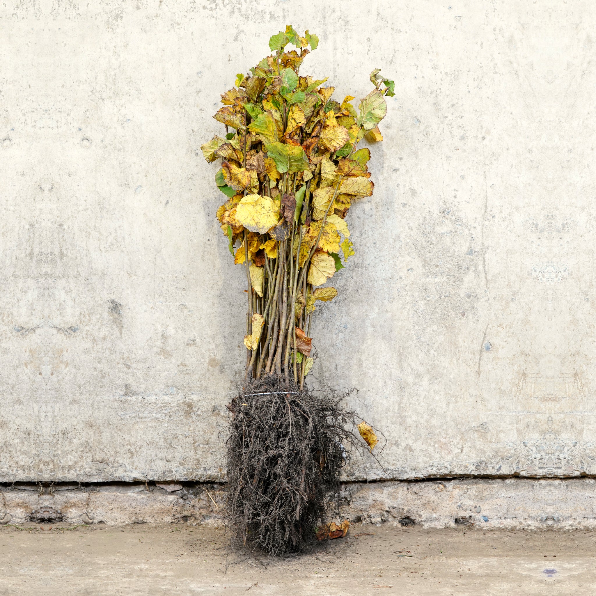Hazel bare root hedge plants 40-60cm