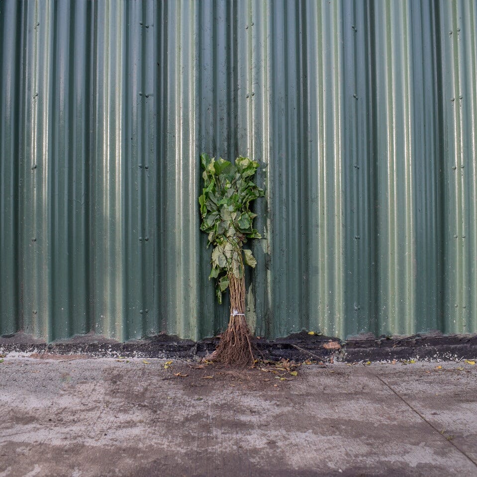 Corylus avellana (hazel) 40-60cm bare root hedge plant.