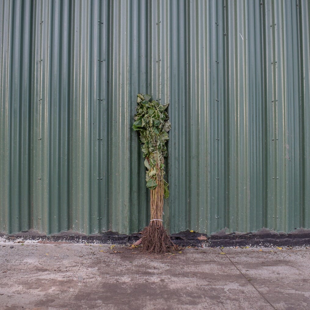 Corylus avellana (hazel) 60-80cm BR sapling hedge plant.