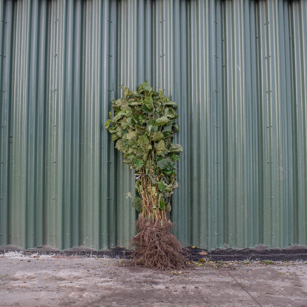 Corylus avellana (hazel) 80–100cm bare root tree.