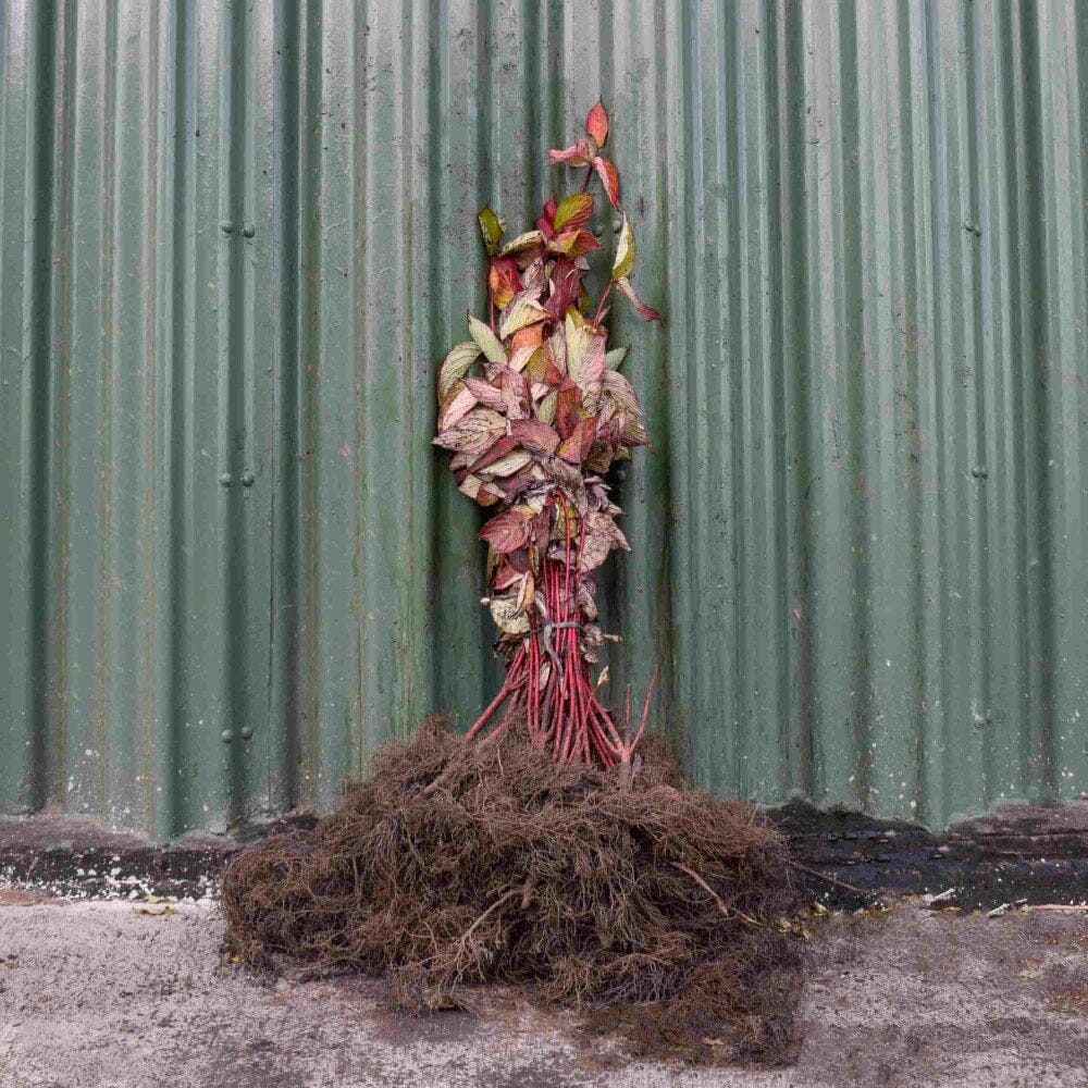 Cornus alba 'Sibirica' (Red Stem Dogwood) 40-60cm bare root hedge plant.