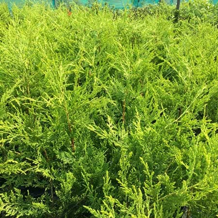 Cupressocyparis leylandii 'Golden' pot grown 20-40cm evergreen hedge.