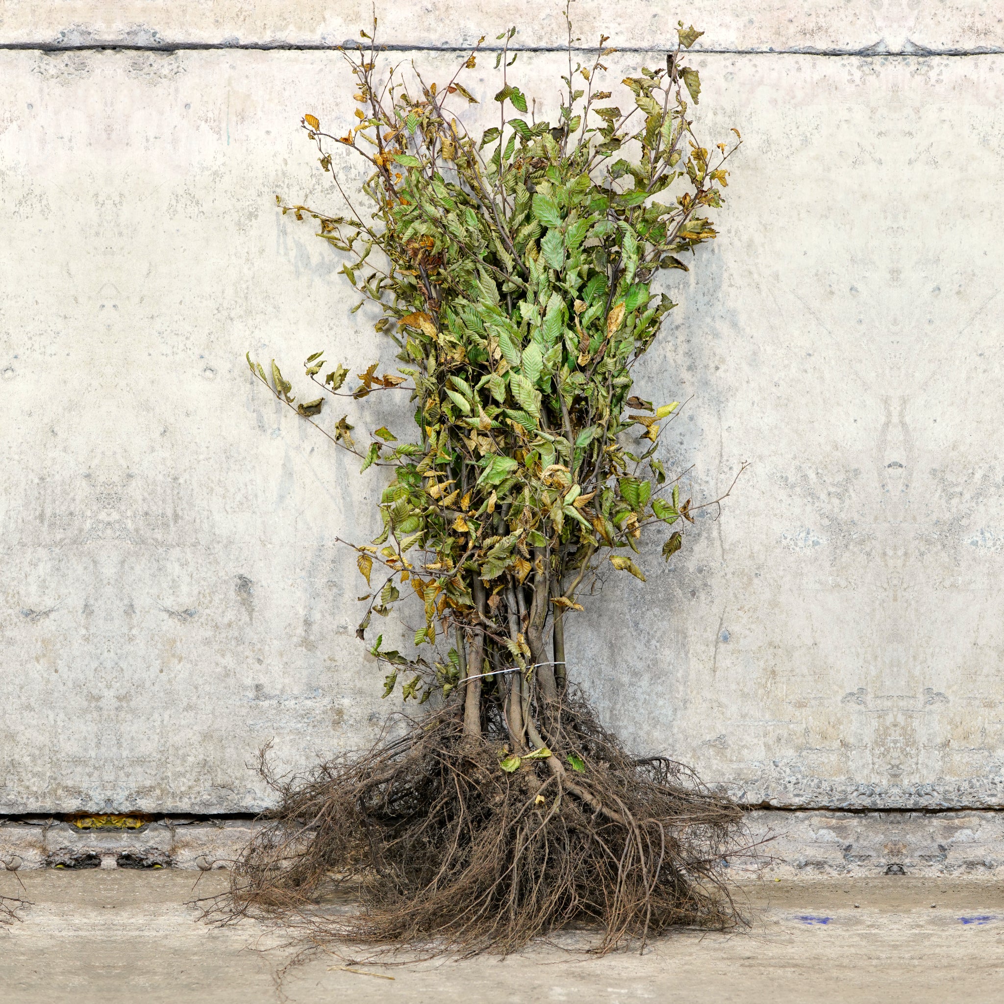 Hornbeam bare root hedging 100-125cm