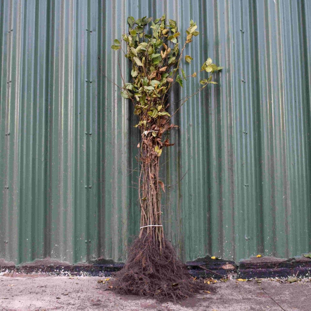 Carpinus betulus (hornbeam) 120–150cm bare root hedge plants.
