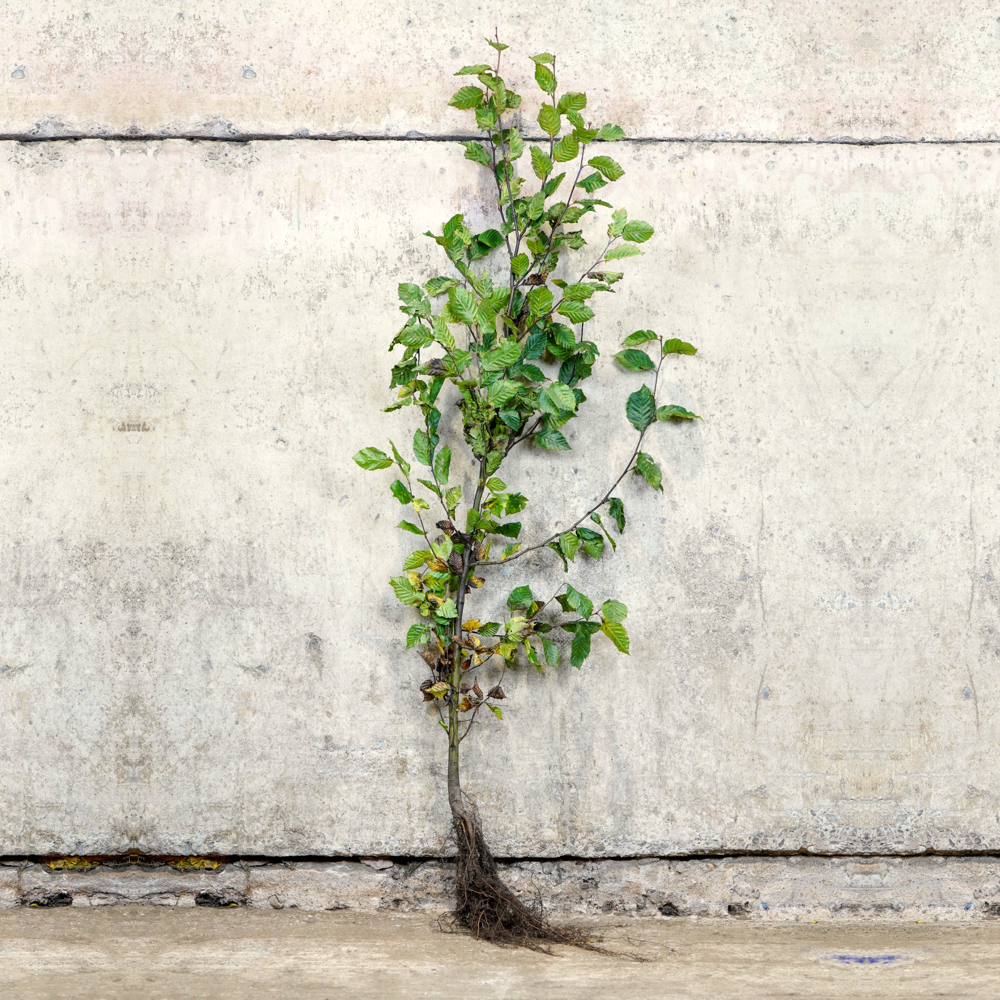 Hornbeam bare root hedge 120-150cm
