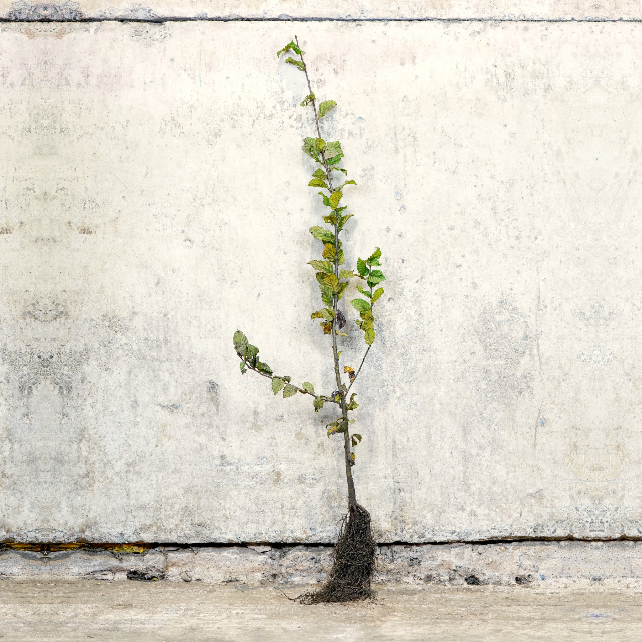Hornbeam bare root hedge 80-100cm