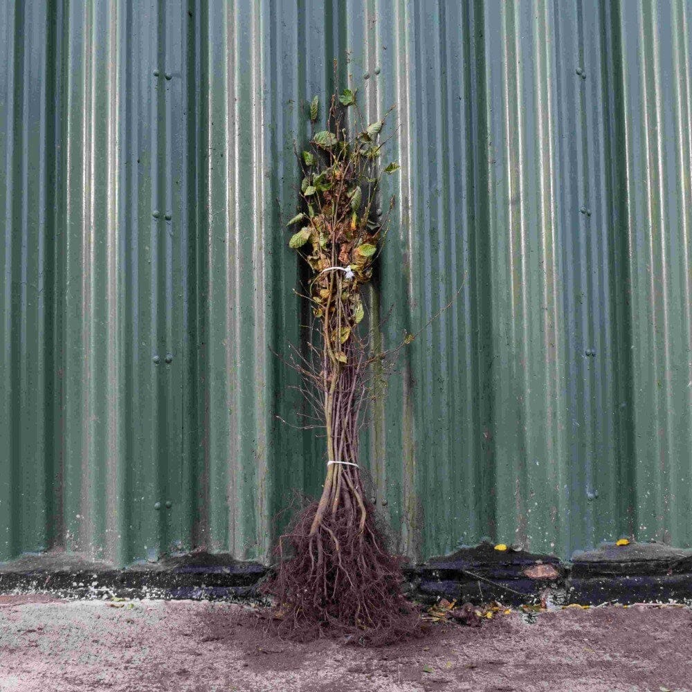 Carpinus betulus (Hornbeam) 80-100cm bare root hedge plant.