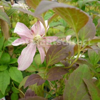 Clematis montana 'Marjorie' pot grown climbing plant.