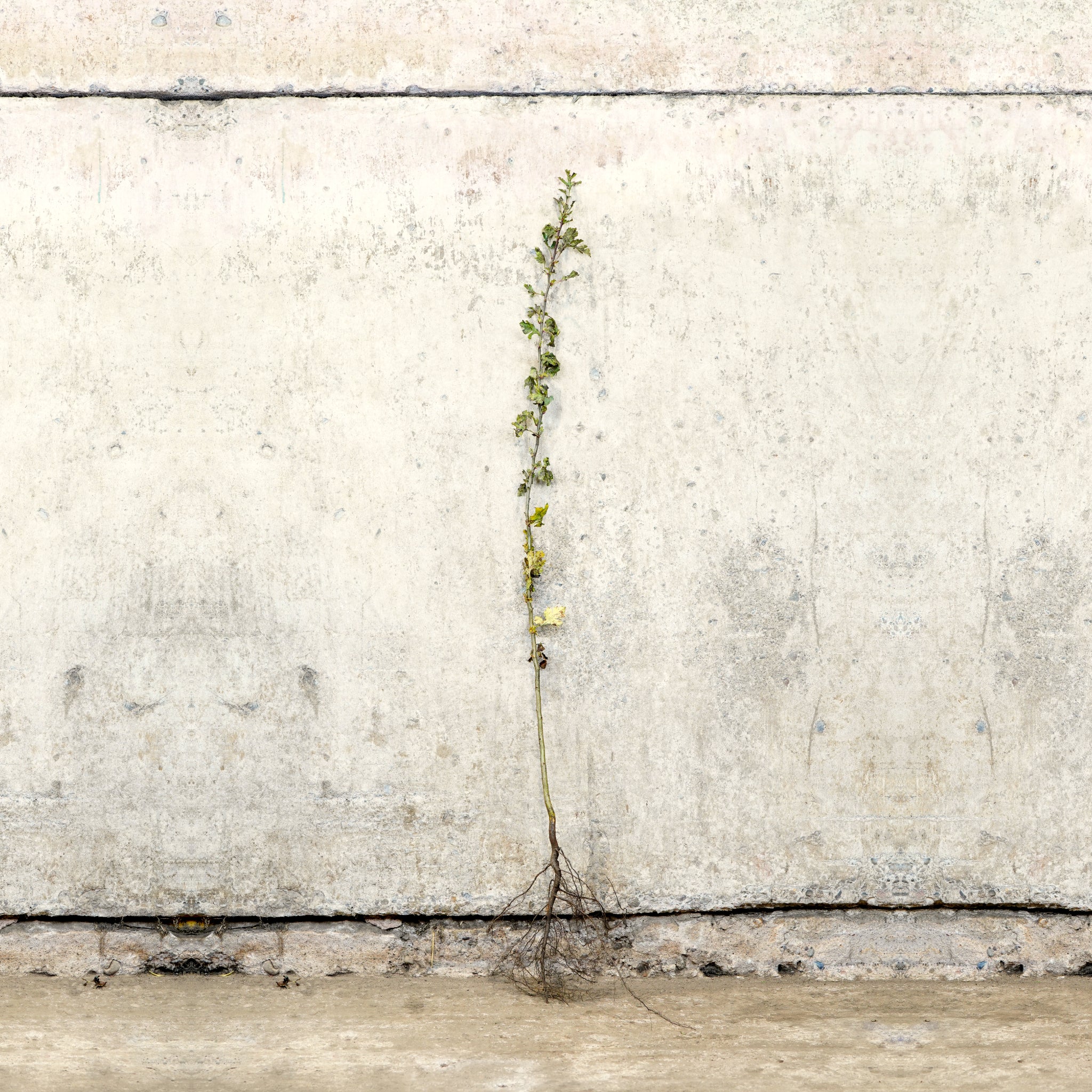 Hawthorn hedge 100-125cm bare root