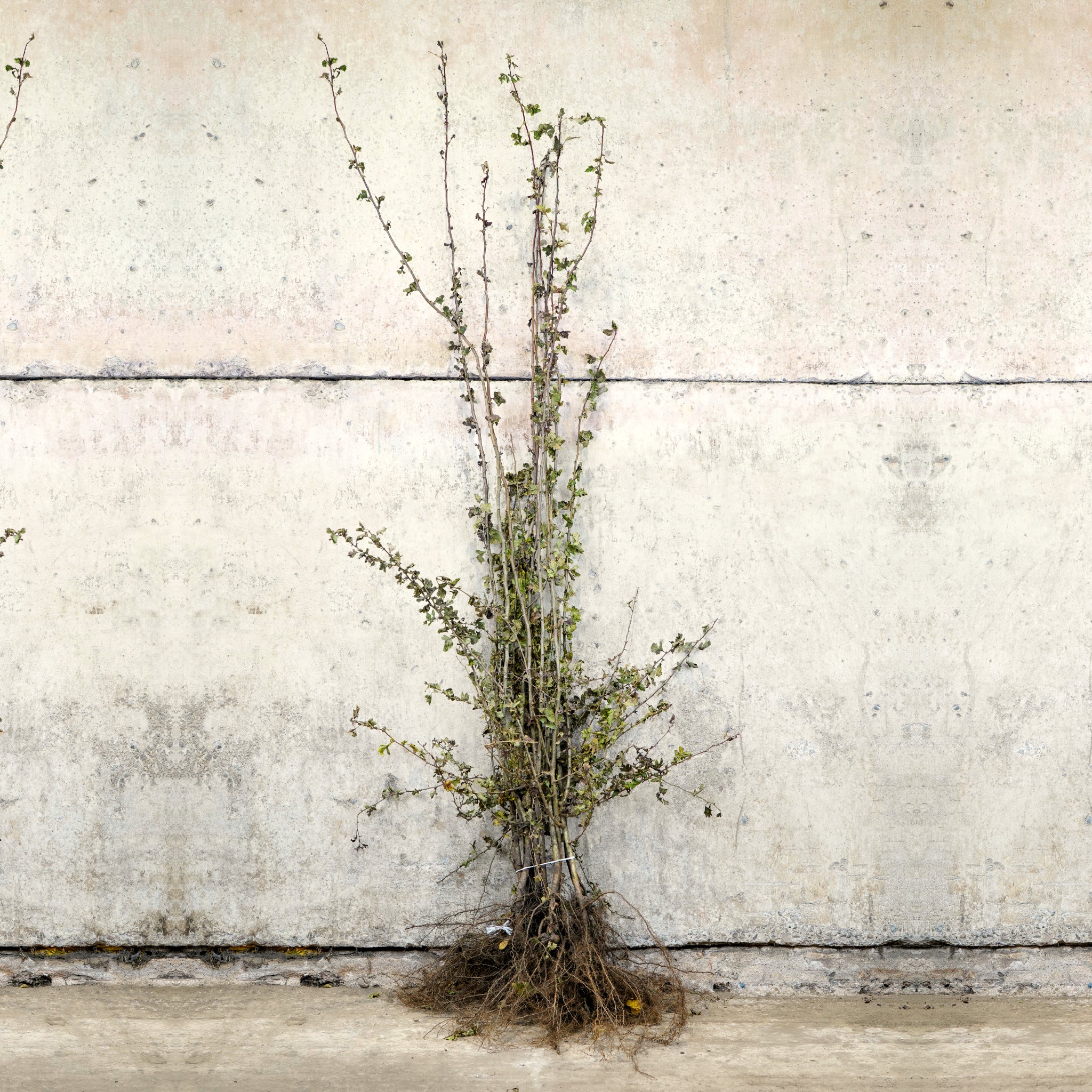 Hawthorn hedge plants 150-175cm bare root