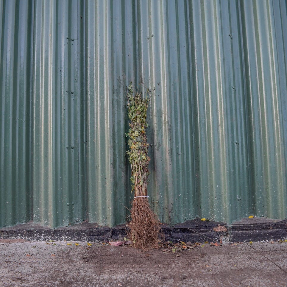 Crataegus monogyna (Hawthorn) 40-60cm bare root hedge plant.