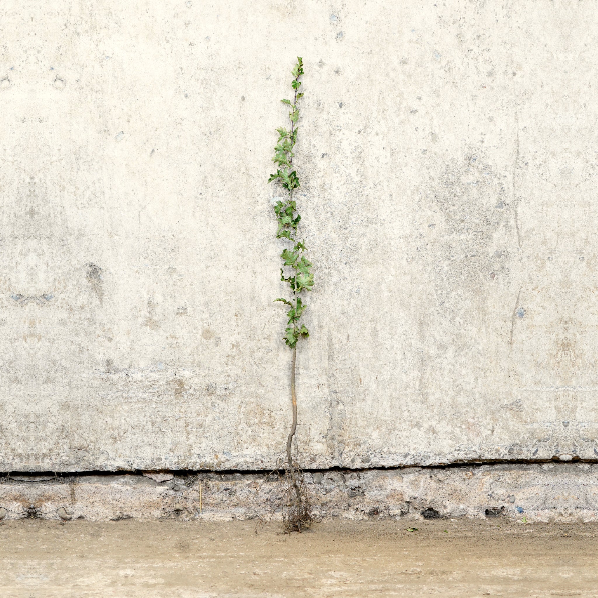 Hawthorn bare root hedge 60-80cm