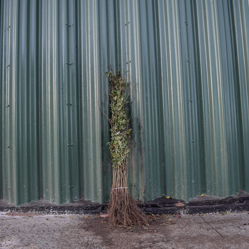 Crataegus monogyna (Hawthorn) 60-80cm bare root hedge plants.