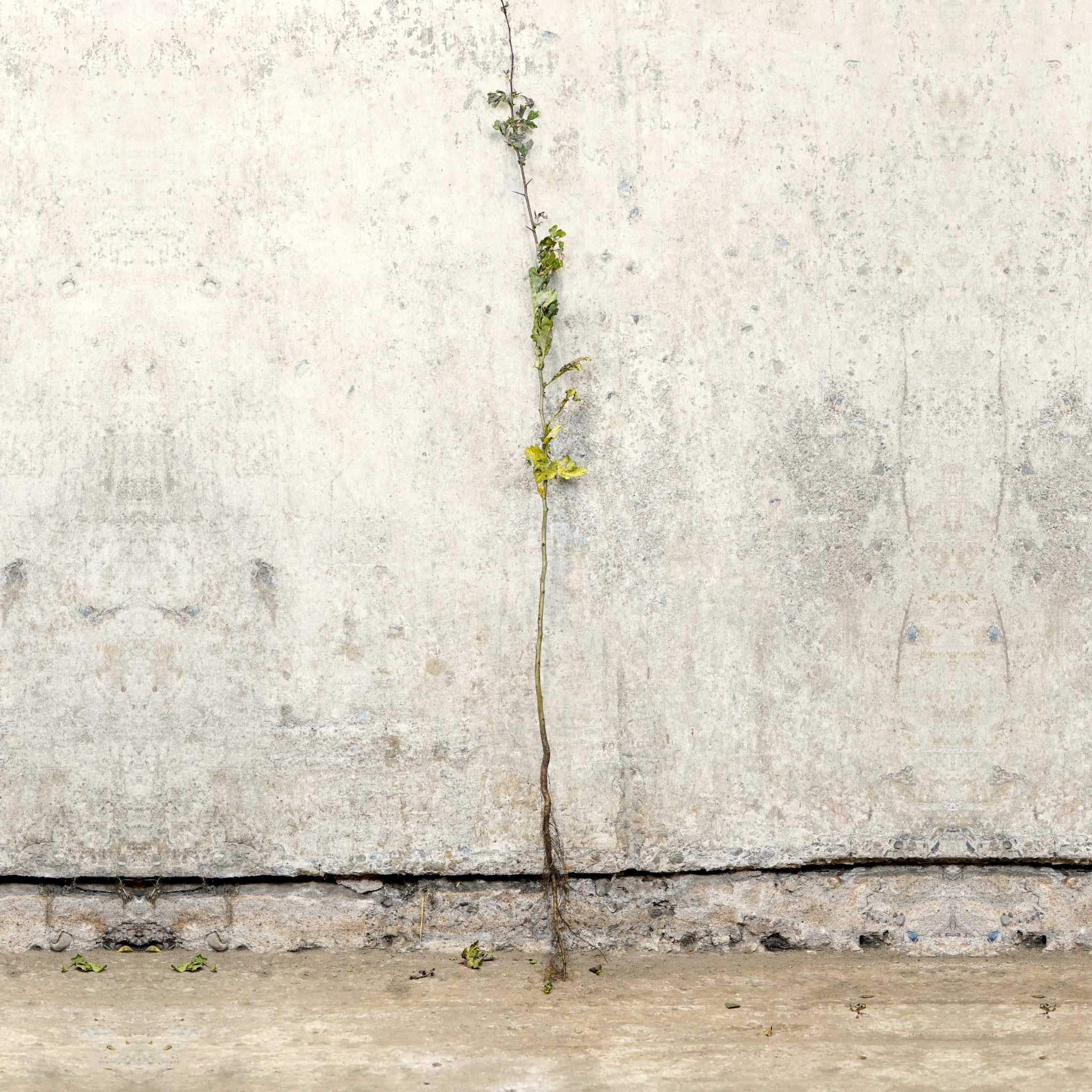 Hawthorn bare root hedge 80-100cm