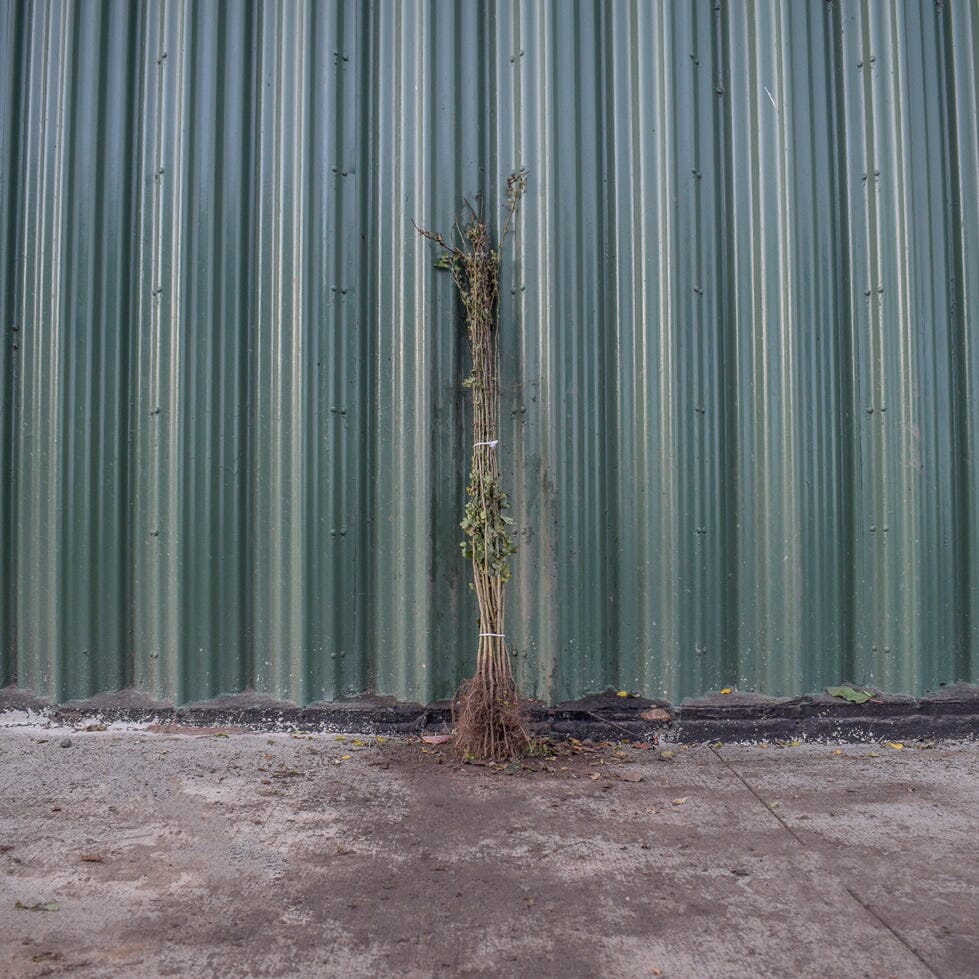 Crataegus monogyna (Hawthorn) 100-125cm bare root hedge plant.