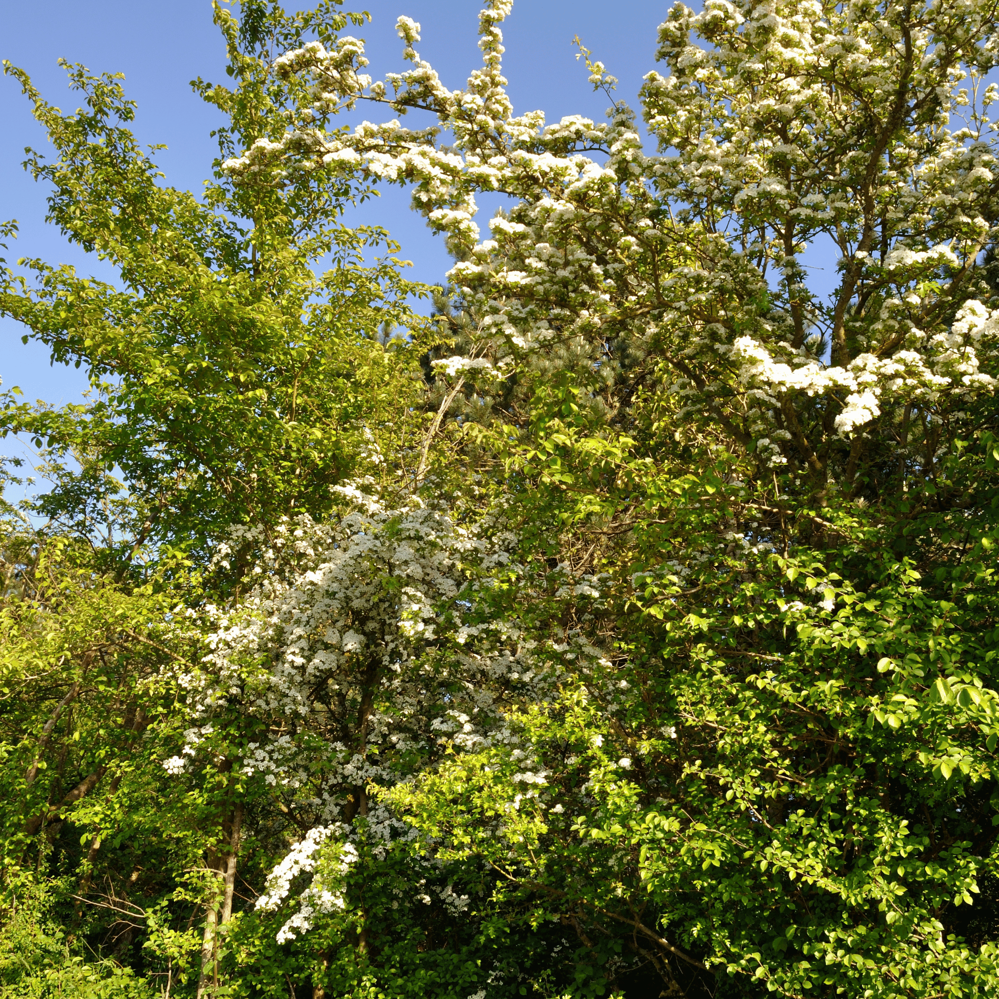 Hawthorn (Crataegus monogyna) foliage detail