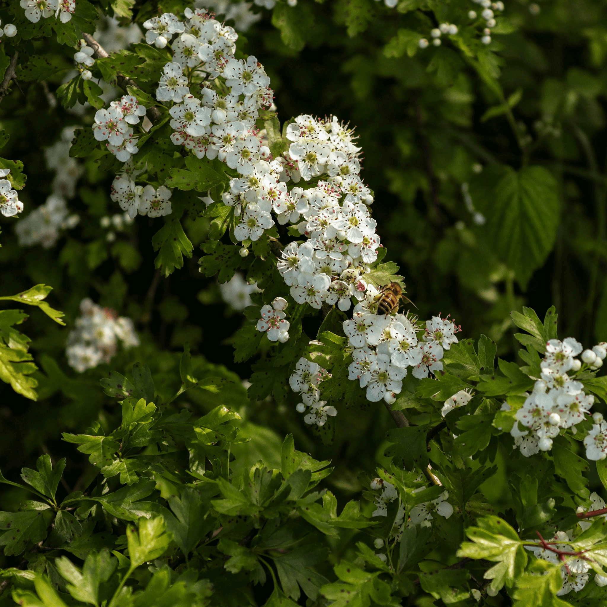 Hawthorn (Crataegus monogyna) foliage detail