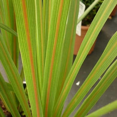 Cordyline australis (Cabbage Palm) 2L pot grown evergreen foliage plant.
