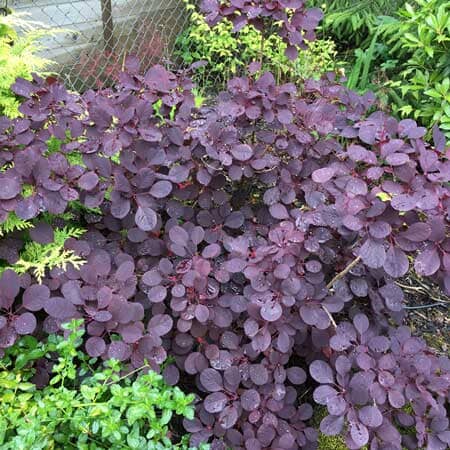 Cotinus coggygria 'Royal Purple' Smoke Bush 3L pot 30-40cm plant.