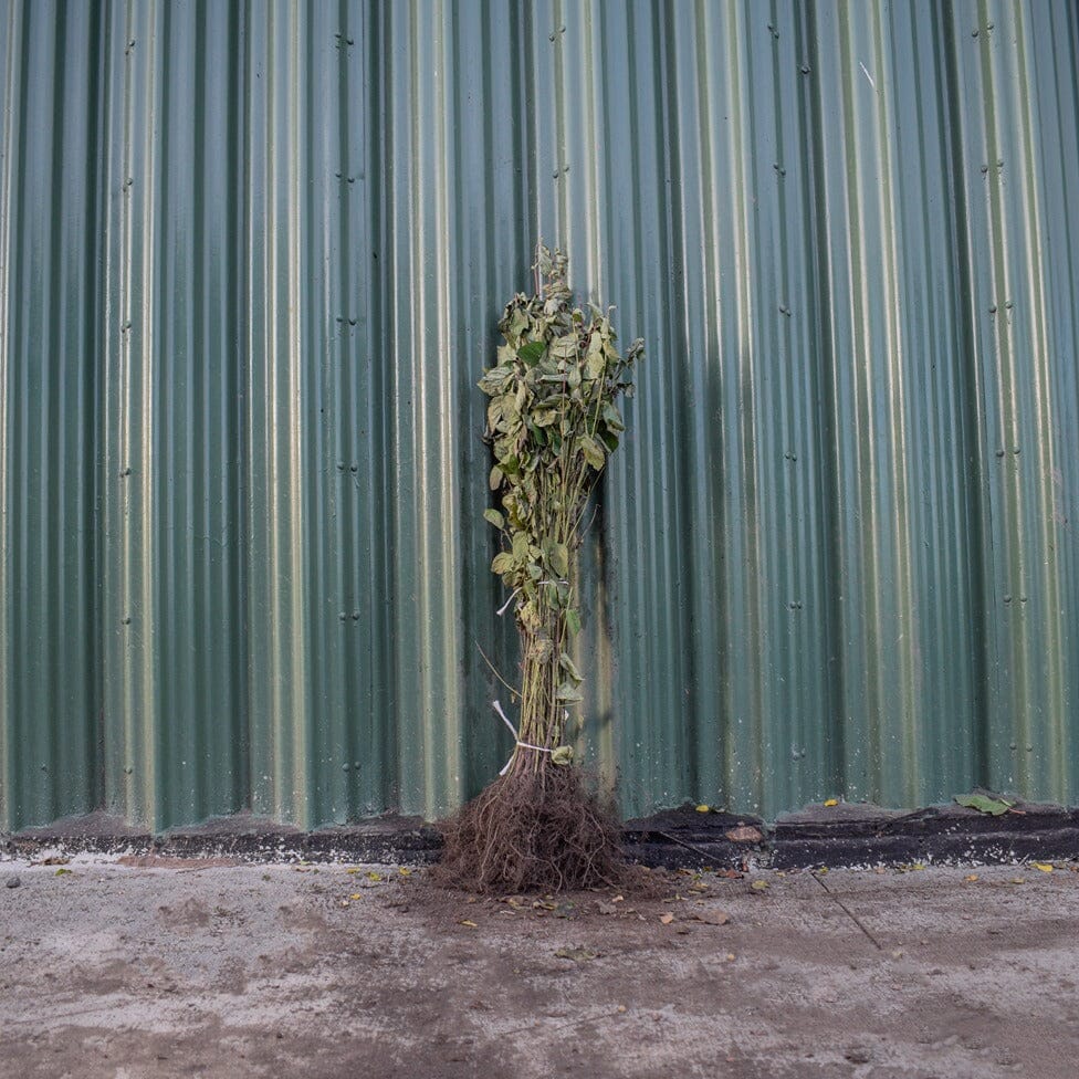 Cornus sanguinea (Common Dogwood) 40/60cm bare root plant.