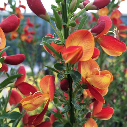 Cytisus 'Goldfinch' broom 3L pot shrub.