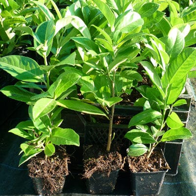 Prunus laurocerasus (common laurel) 20-40cm pot grown hedging plant.