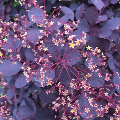Cotinus coggygria 'Royal Purple' 3L pot grown shrub 30-40cm.