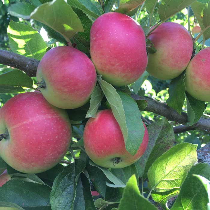 Malus domestica 'Discovery' (Apple Tree 'Discovery') bare root dessert apple tree.