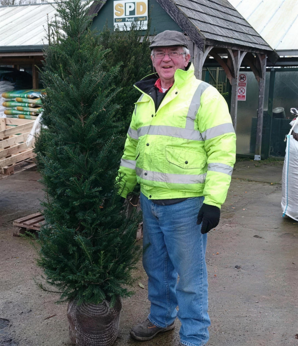 Taxus baccata (English Yew) 120–150cm rootball hedge plant.