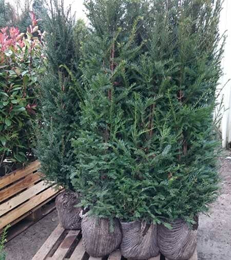 Taxus baccata (English yew) 90-120cm rootball hedging tree.