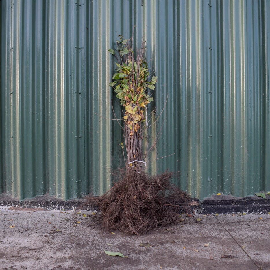 Frangula alnus (Alder Buckthorn) 60-80cm bare root hedging saplings.