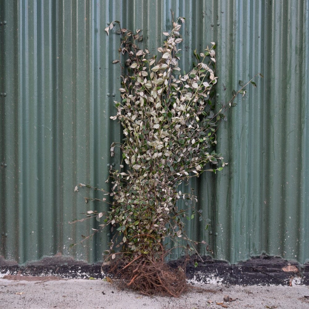 Cotoneaster franchetii 40-60cm bare root hedging plant.