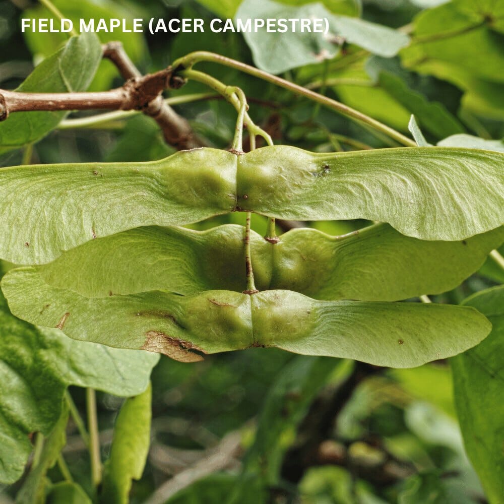 Acer campestre (field maple) pot grown native hedging plant.
