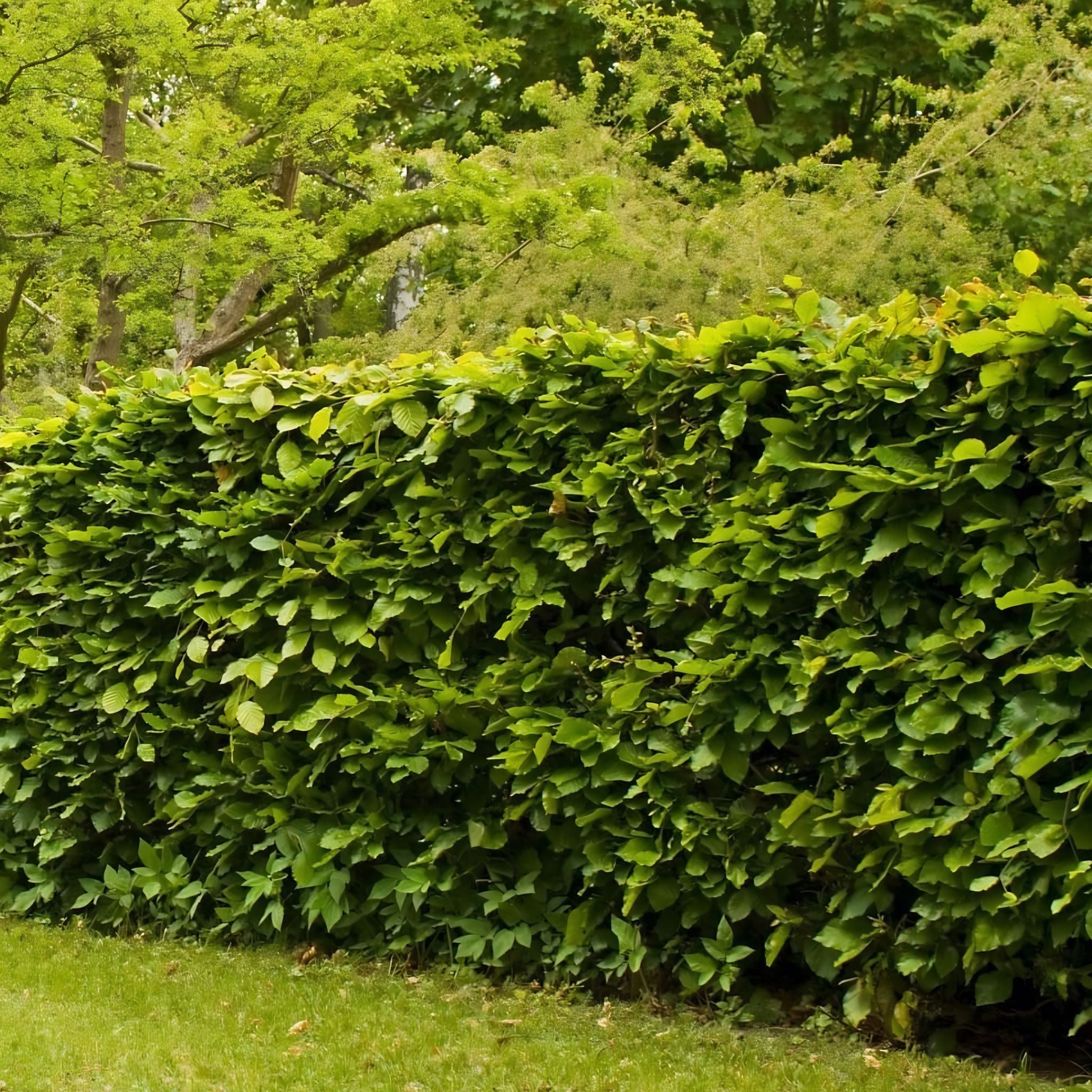 Fagus sylvatica (Green Beech) 120-150cm bare root hedging plant.