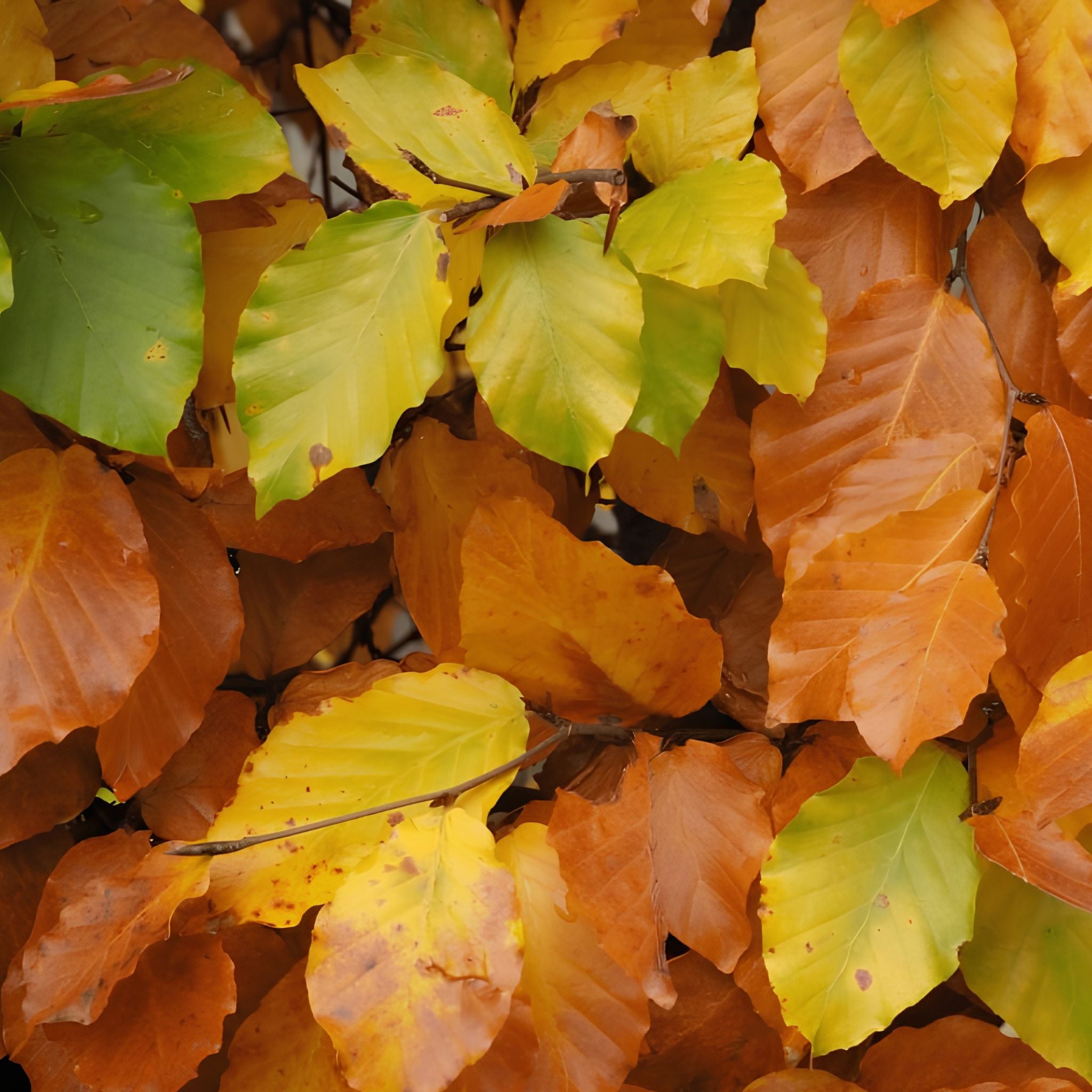 Fagus sylvatica (Green Beech) 120-150cm bare root hedging.