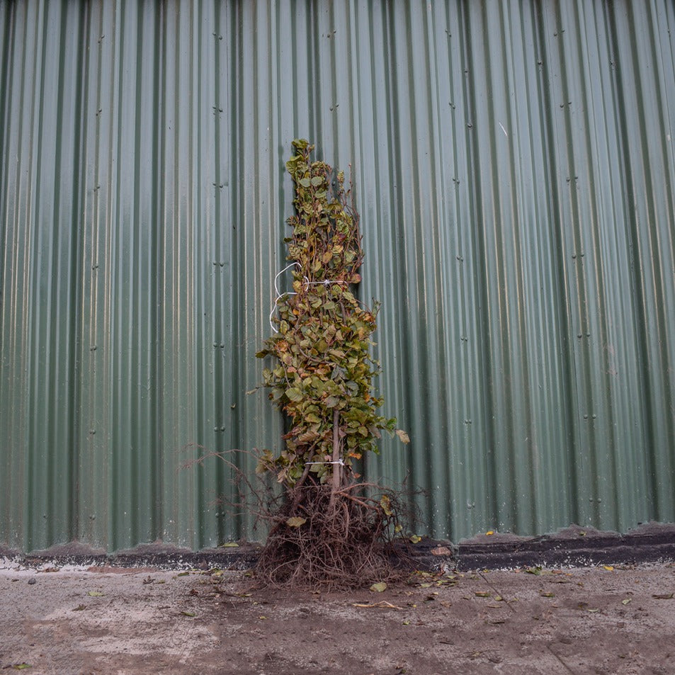 Fagus sylvatica (Green Beech) 150-175cm bare root hedging plant.