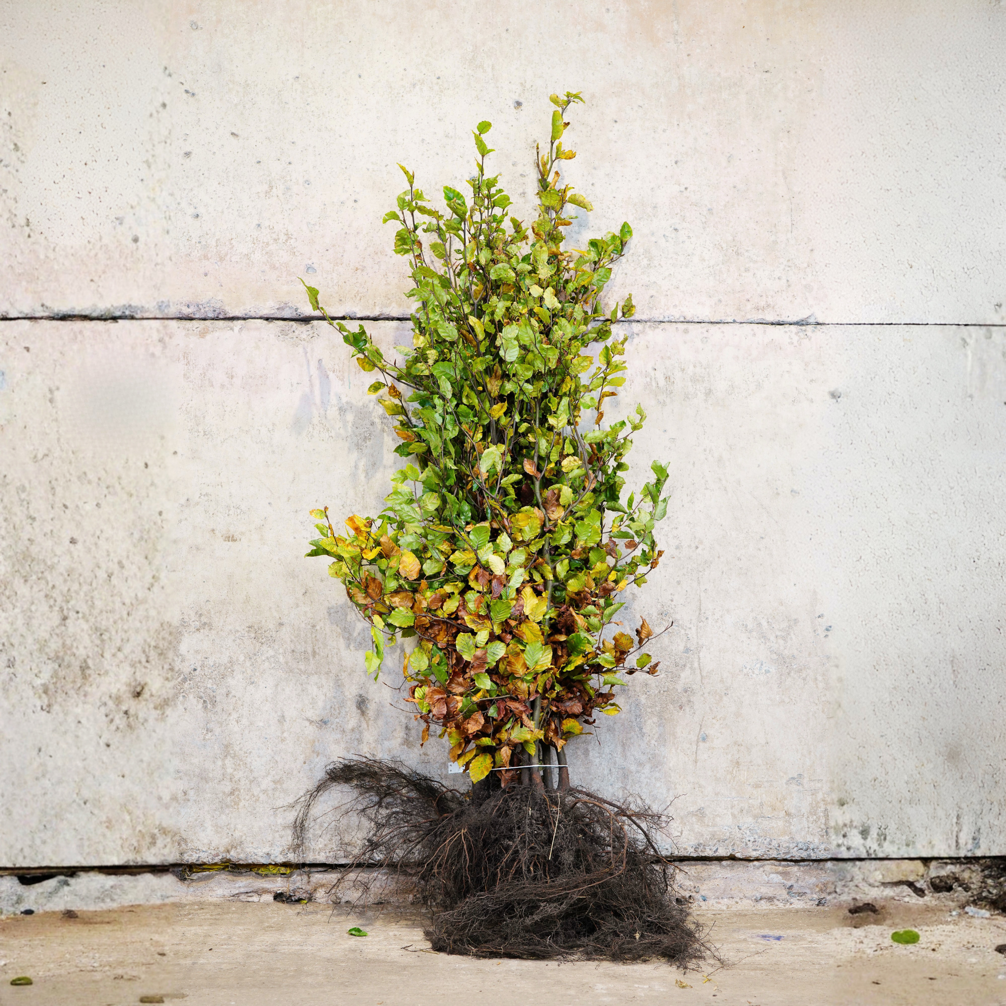 Fagus sylvatica (Green Beech) 120-150cm bare root hedging plant.