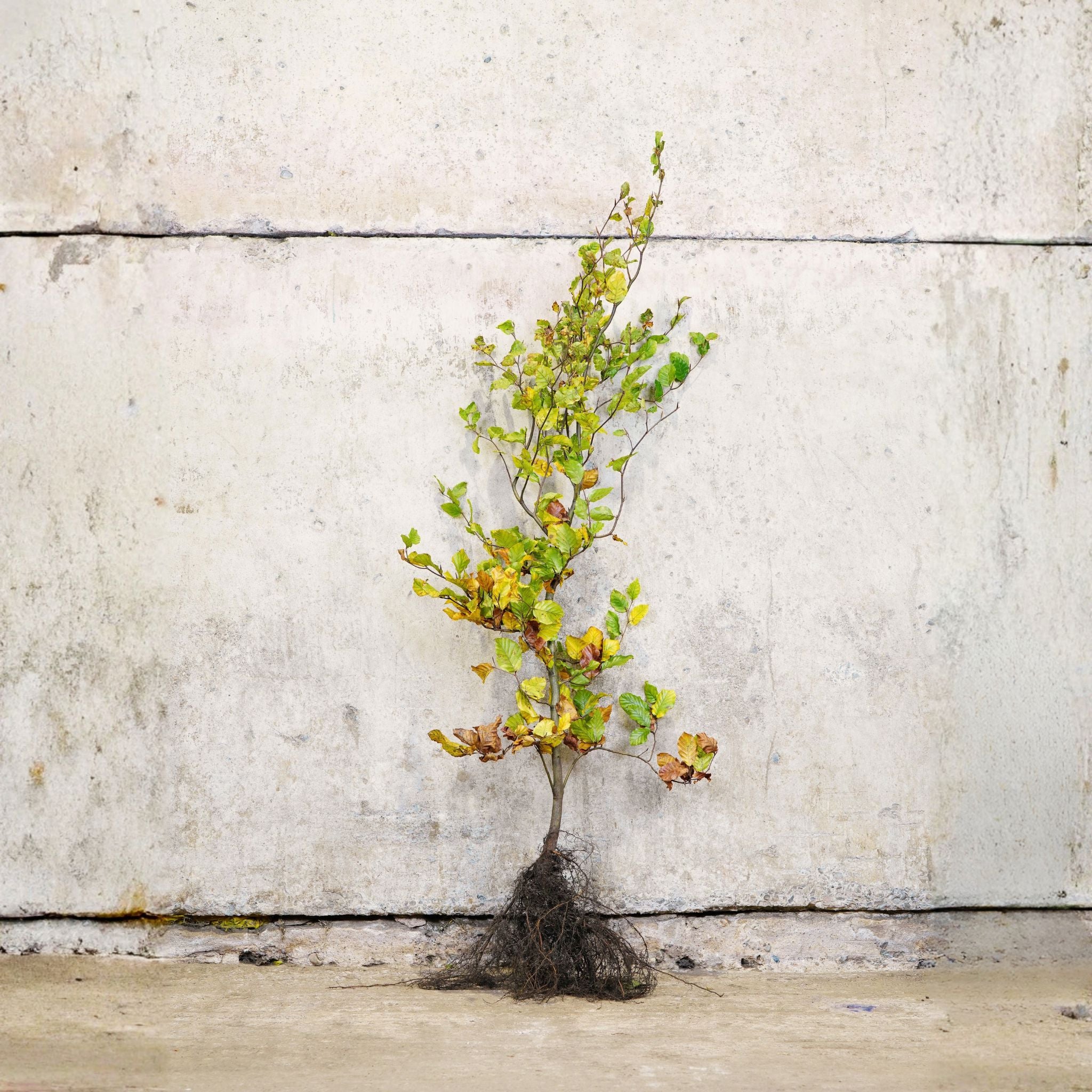 Fagus sylvatica (Green Beech) 120-150cm bare root hedging plant.