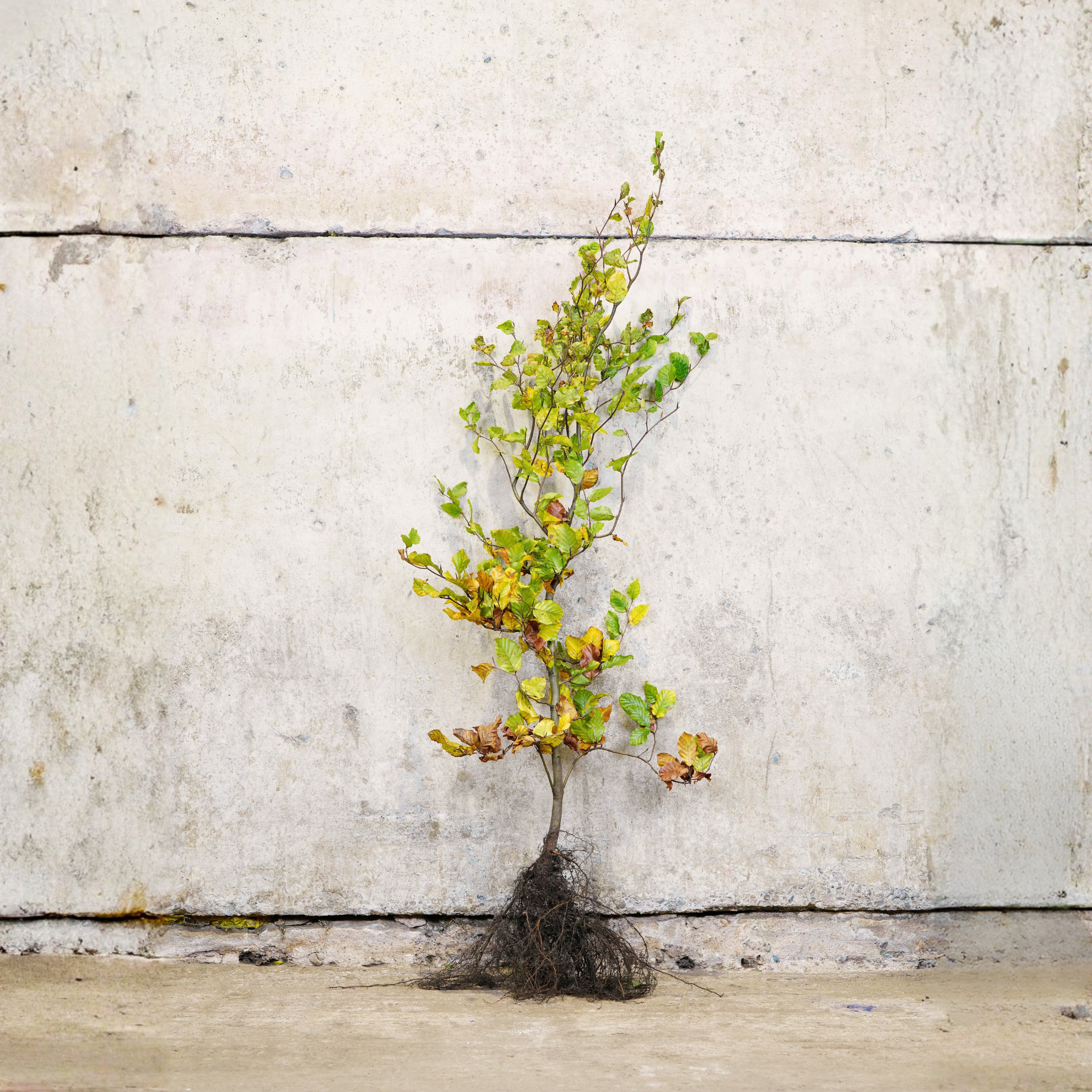 Fagus sylvatica (Green Beech) 120-150cm bare root hedging.