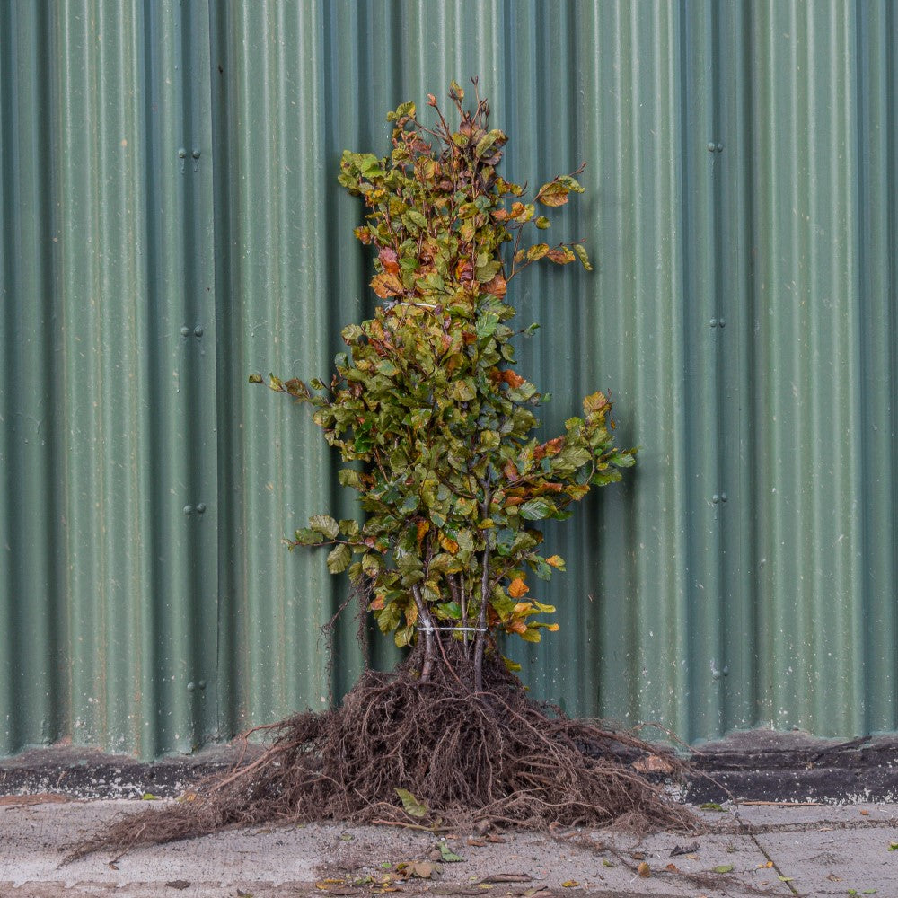 Fagus sylvatica (green beech) 80-100cm bare root hedge plant.