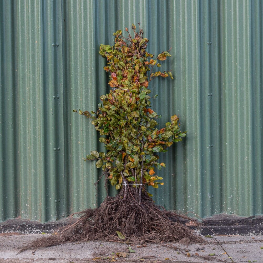 Green Beech Bare Root Hedge 80-100cm
