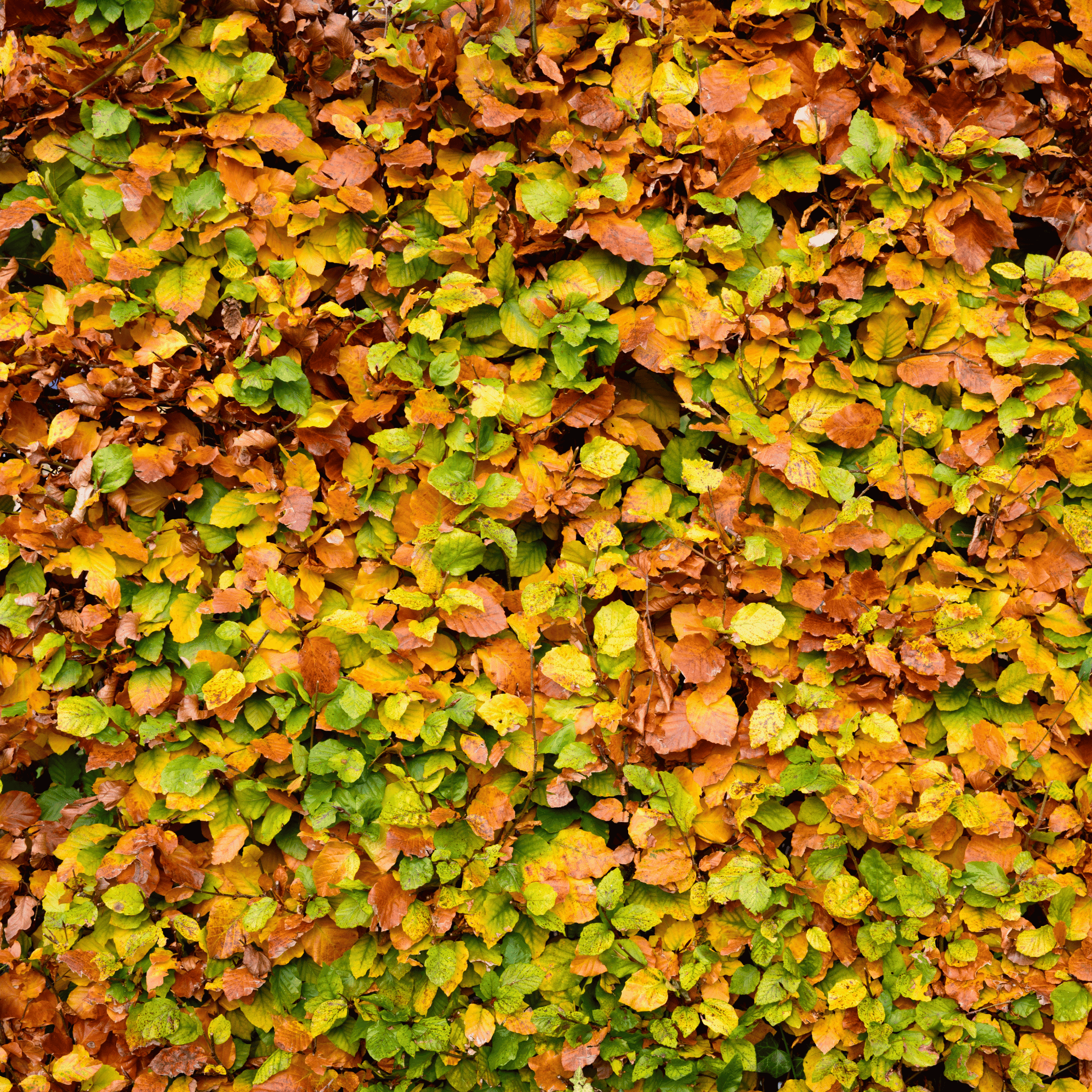 Green Beech (Fagus sylvatica) hedge detail