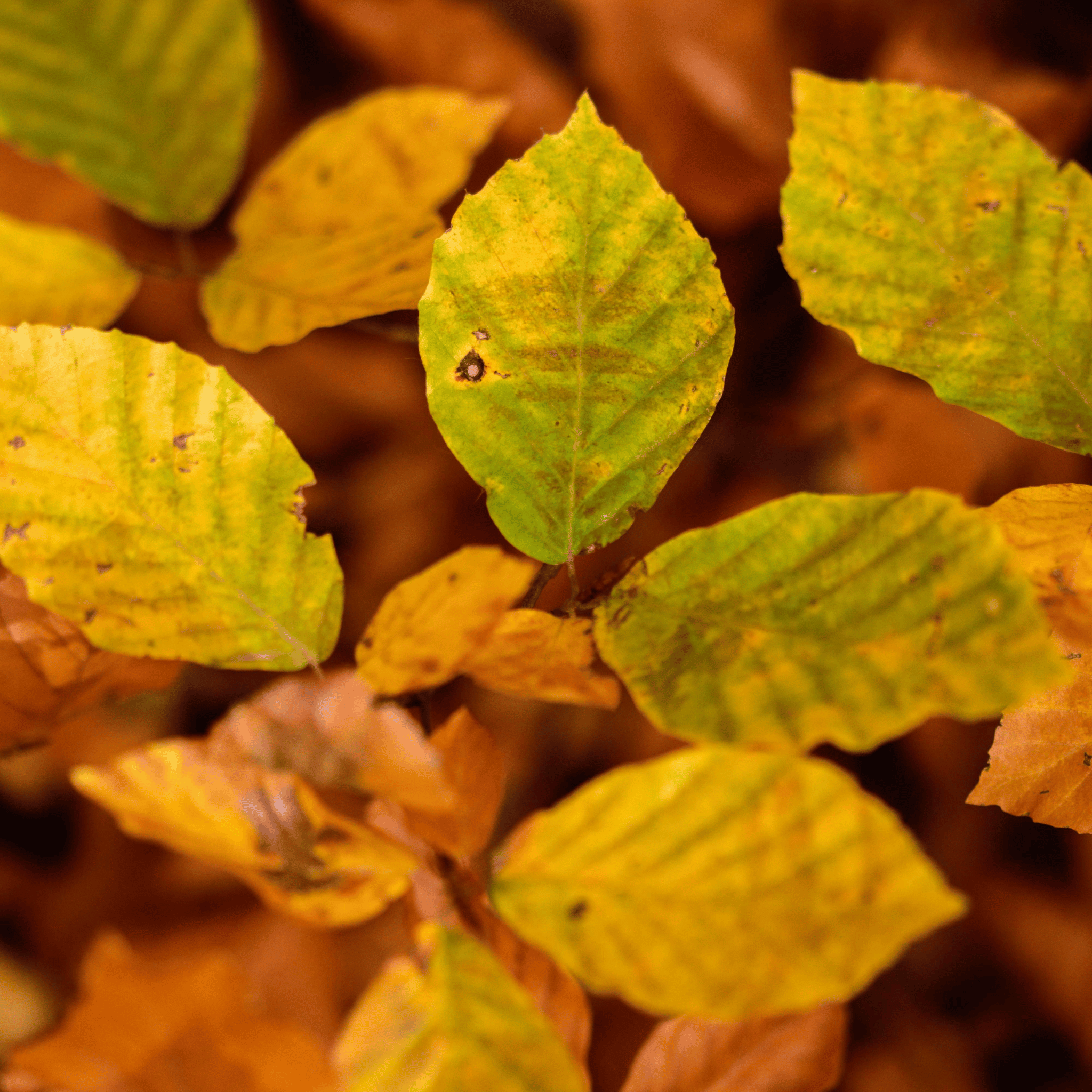Green Beech (Fagus sylvatica) hedge detail