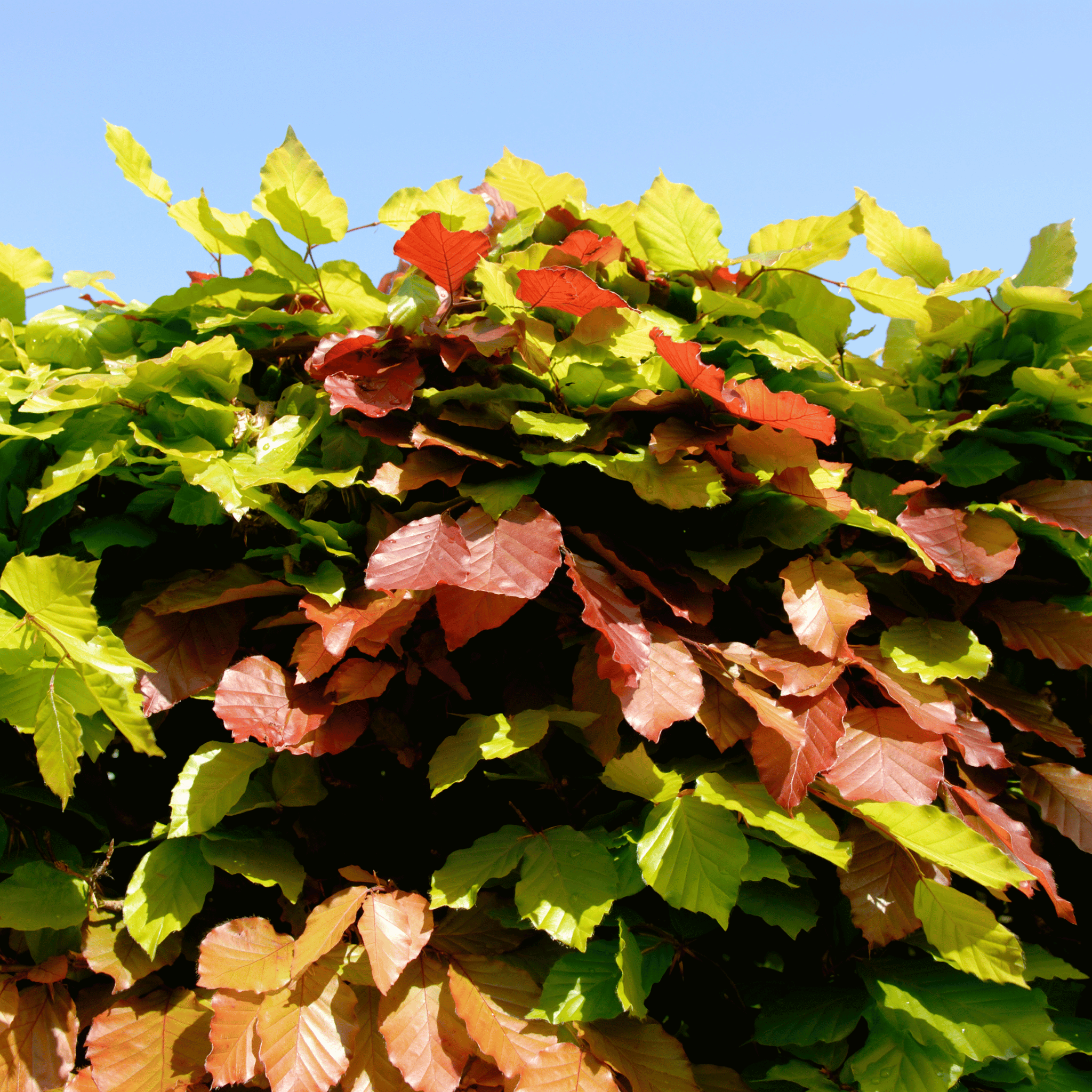 Green Beech (Fagus sylvatica) hedge detail