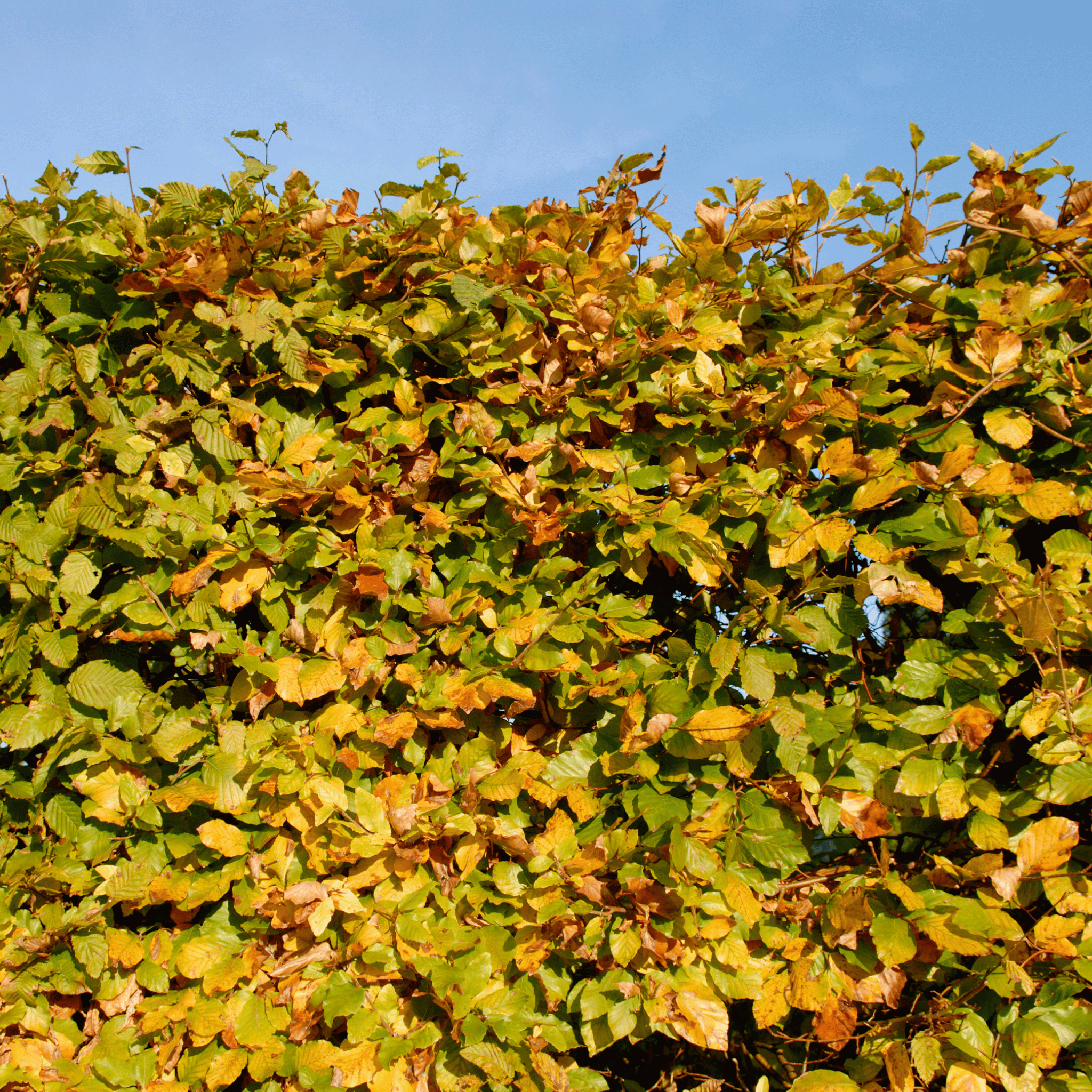 Green Beech (Fagus sylvatica) hedge detail