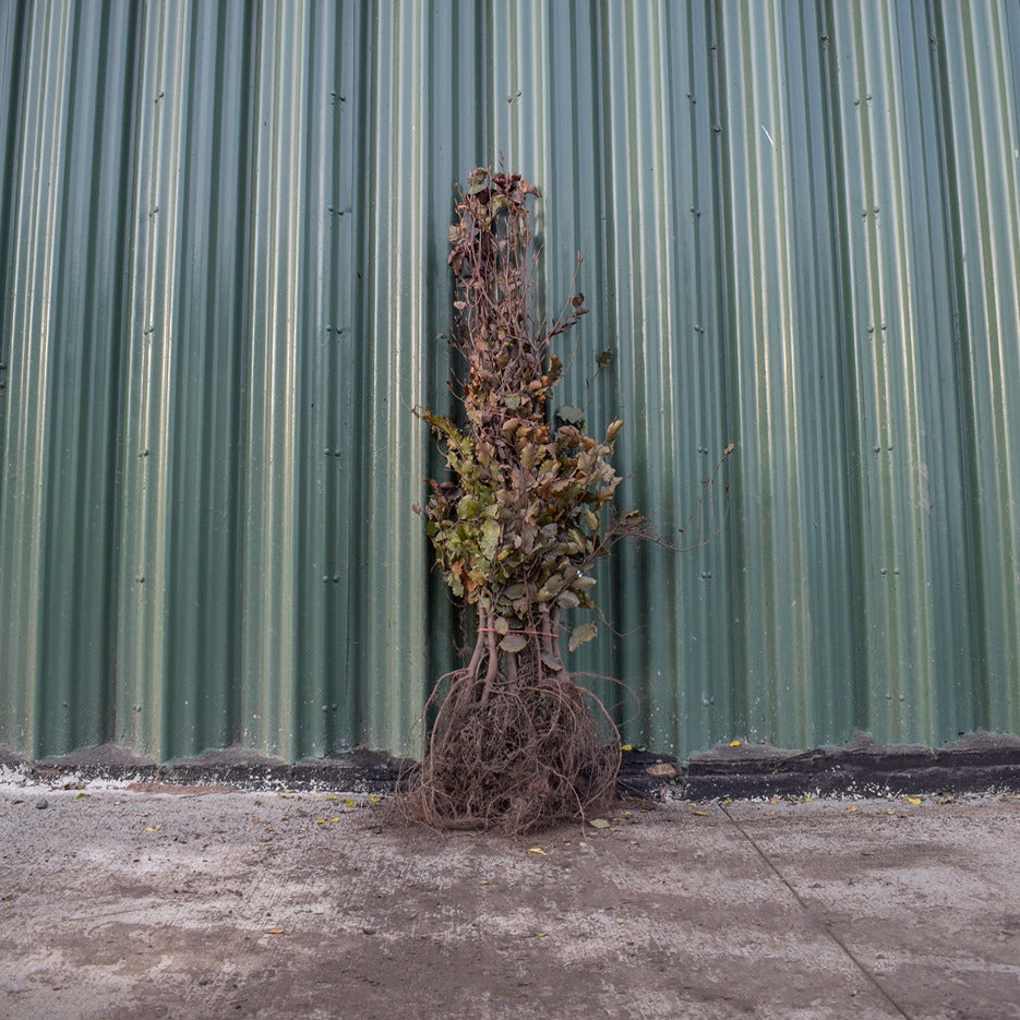 Fagus sylvatica 'Purpurea' (Purple/Copper Beech) 150-175cm bare root hedge plant.