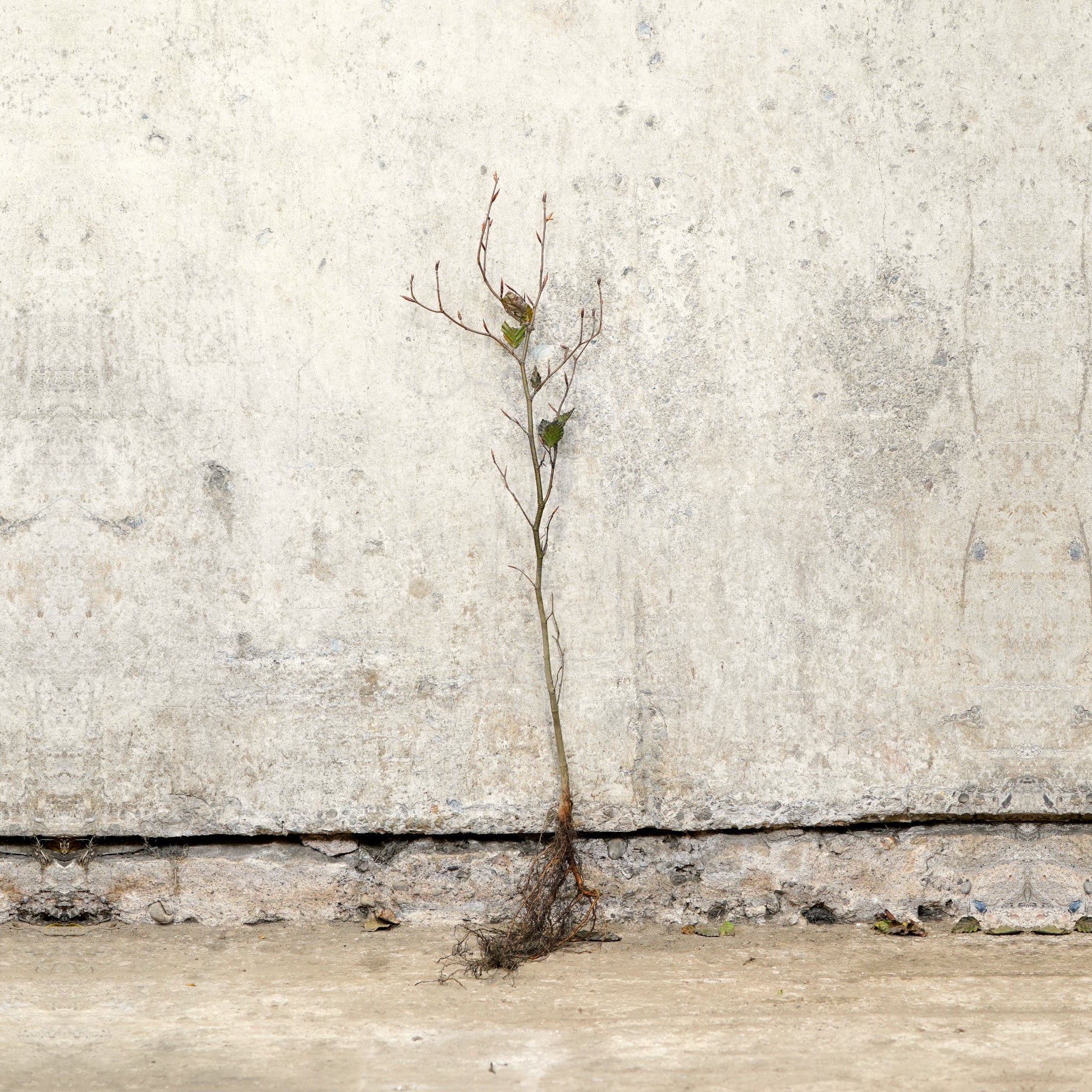 Purple Beech bare root 40-60cm