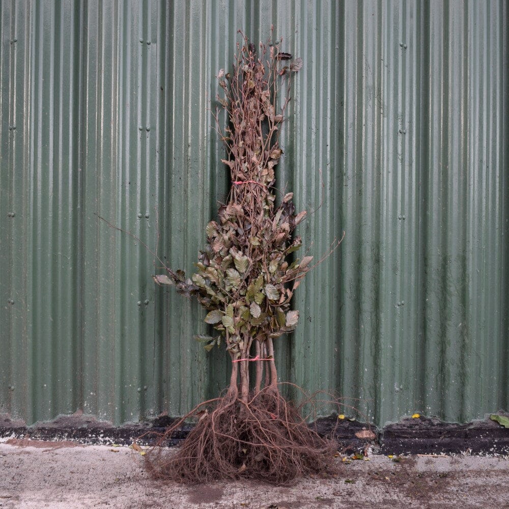 Fagus sylvatica 'Atropunicea' (Purple Beech) 40-60cm bare root hedge plant.